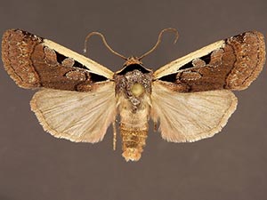 Dichagyris mizteca