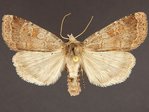 Diarsia dislocata