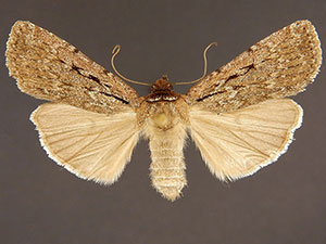 Spaelotis bicava