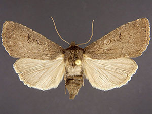 Graphiphora augur