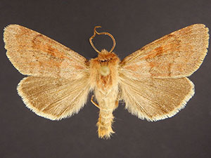 Xestia okakensis