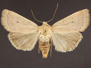 Abagrotis erratica