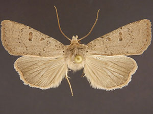 Abagrotis erratica