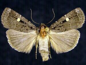 Abagrotis glenni