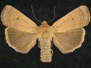 Abagrotis orbis