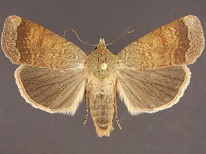 Abagrotis mexicana