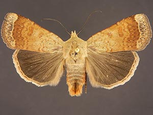 Abagrotis mexicana