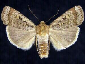 Abagrotis discoidalis