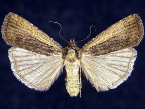 Abagrotis nanalis