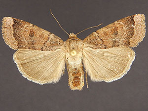 Abagrotis placida