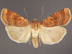 Abagrotis placida