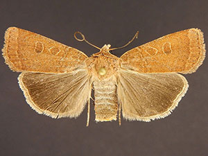 Abagrotis dickeli