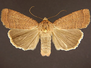 Abagrotis belfragei