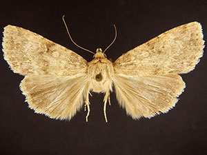 Pronoctua pyrophiloides