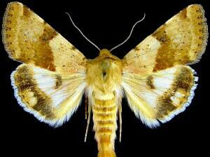 Heliothis phloxiphaga