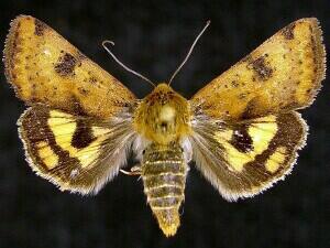 Heliothis acesias