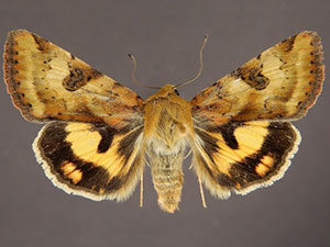 Heliothis australis