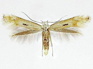 Elachista albidella