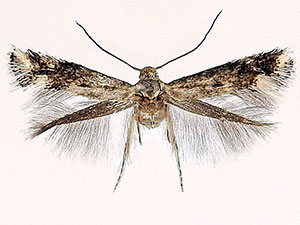 Elachista cerasella