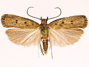 Glyphidocera barythyma