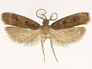 Glyphidocera floridanella