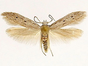 Calosima melanostriatella