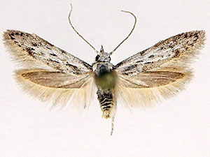 Hypatopa vestaliella