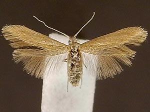 Coleophora laricella