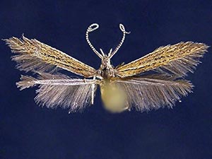 Coleophora JFL142