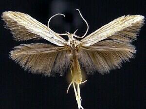 Coleophora cratipennella