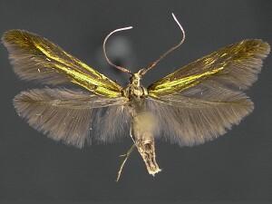 Coleophora trifolii