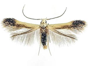 Coleophora n. sp. JFL018