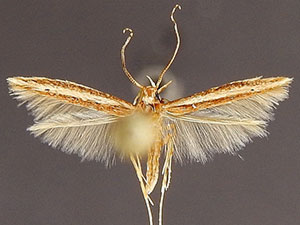 Batrachedra busiris