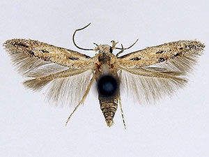 Mompha brevivittella