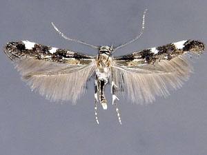 Mompha cleidarotrypa