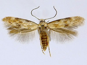 Mompha epilobiella