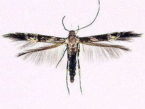 Cosmopterix nitens