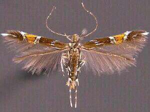 Cosmopterix pulchrimella