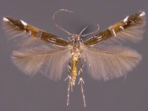 Cosmopterix montisella