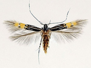 Cosmopterix dapifera