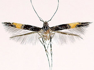 Cosmopterix teligera