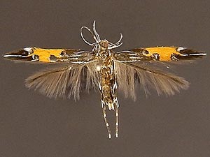 Cosmopterix chalybaeella