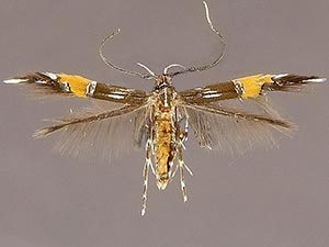 Cosmopterix gemmiferella