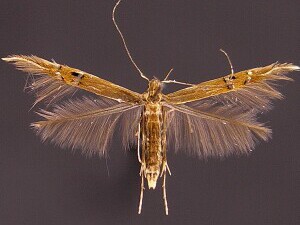 Cosmopterix fernaldella