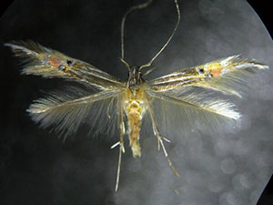 Cosmopterix floridanella