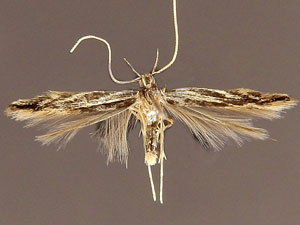 Eralea albalineella