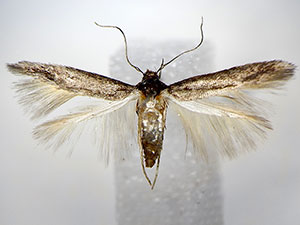 Periploca juniperi