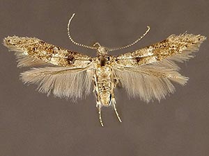 Sorhagenia baucidis