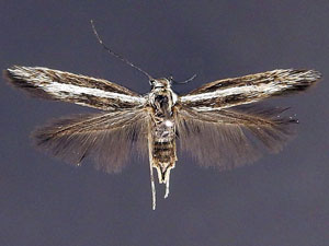 Landryia albilineata