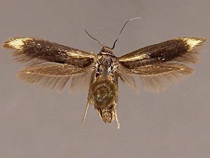 Scythris basilaris